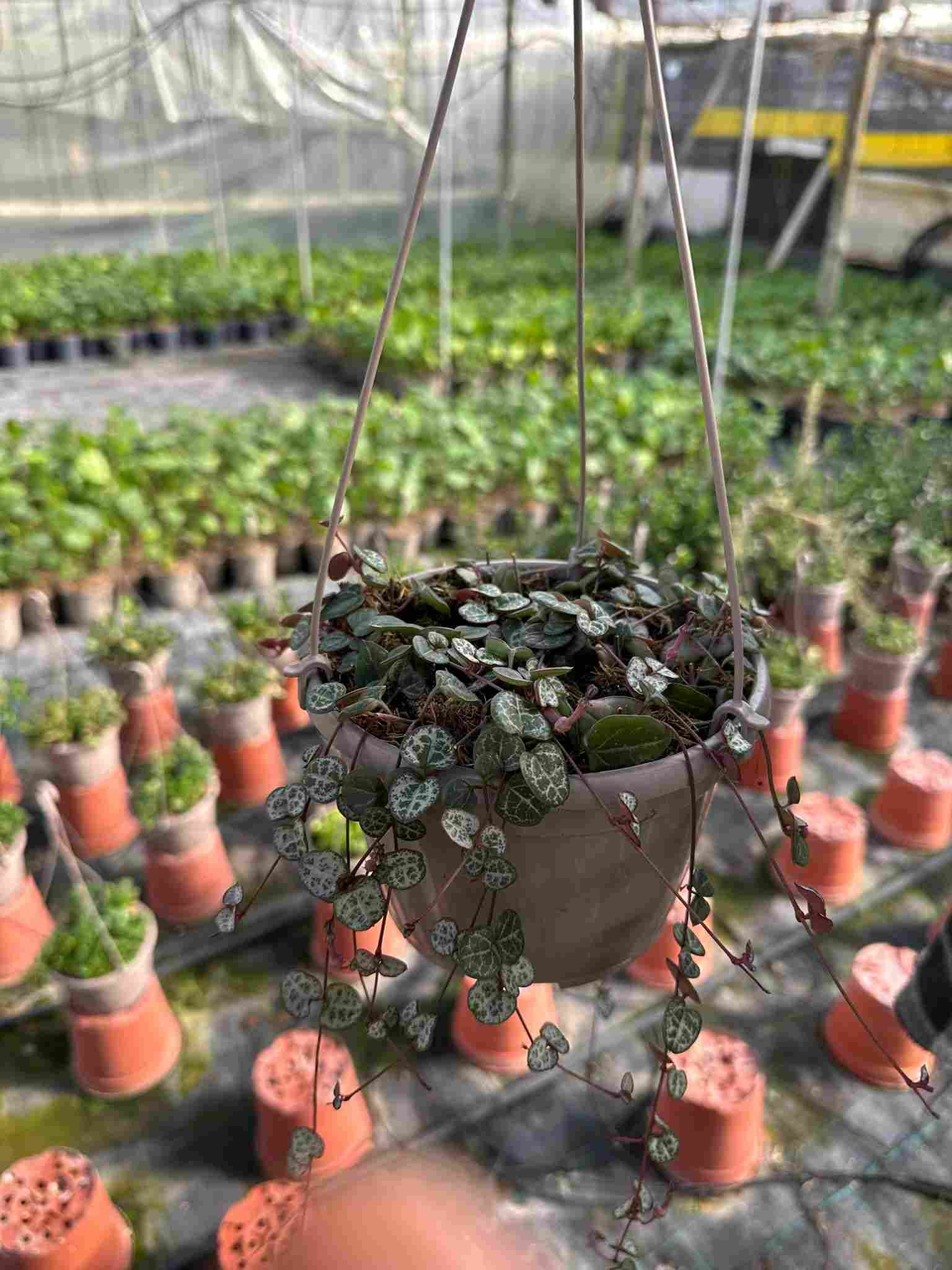 CEROPEGIA WOODII C15 - COLGANTE